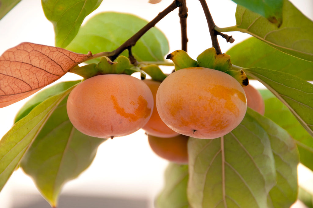 4-5ft Fuyu Persimmon Edible Fruit G880828
