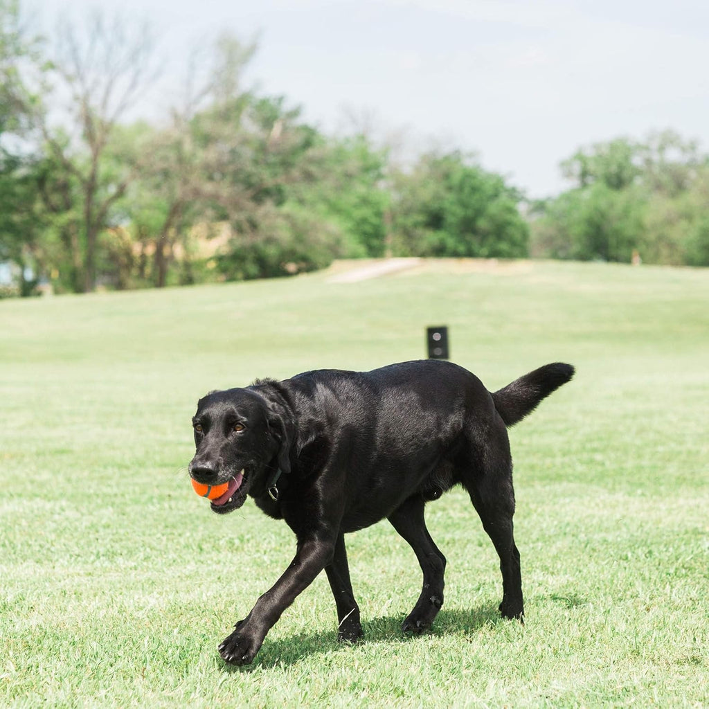 Medium 2.5 Inch Diameter Dog Tennis Ball Pack of 2 Z231044