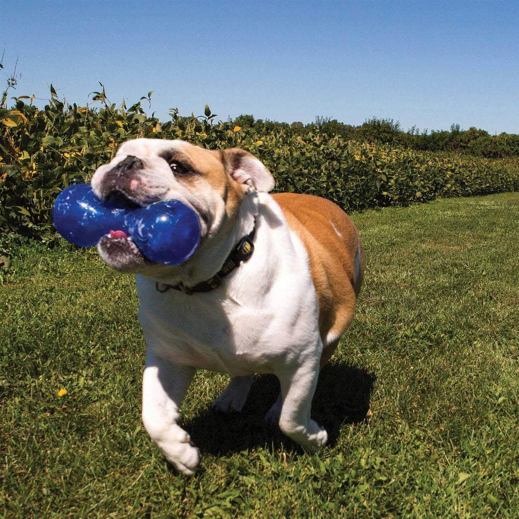 Squeezz Dumbbell Dog Toy Y68846