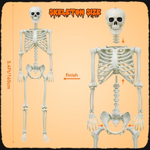 5.4Ft Life-Size Posable Skeleton L764