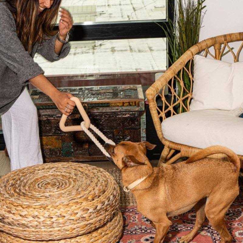 Triangle Tug Dog Toy Z598