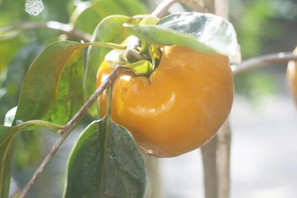4-5ft Fuyu Persimmon Edible Fruit G880828