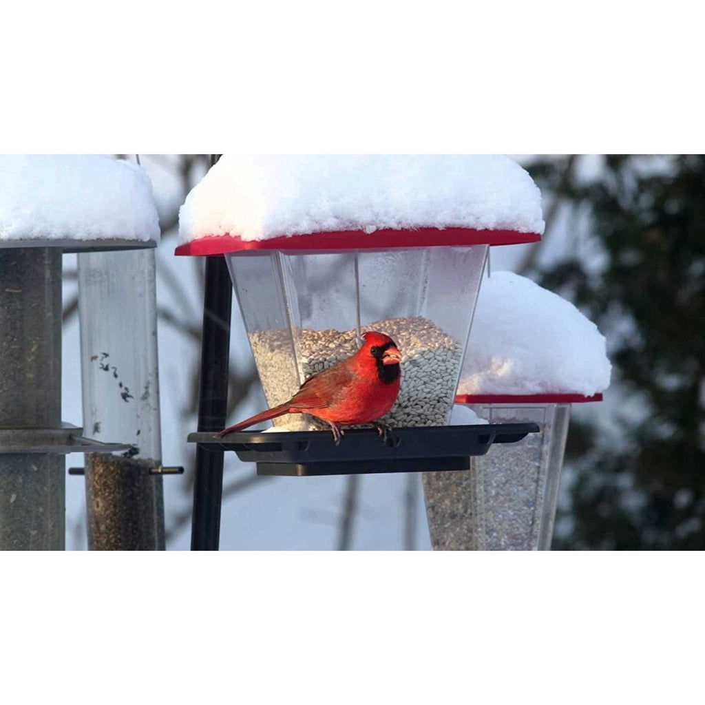 Safflower Bird Seed E8375