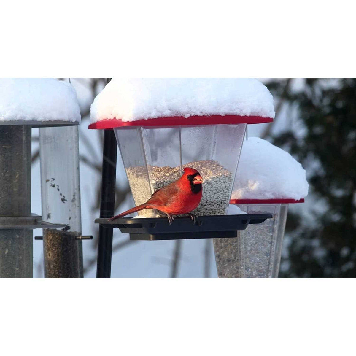 Safflower Bird Seed E8375