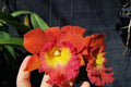 Fragrant Cattleya Orchid in 2" Pot R192019