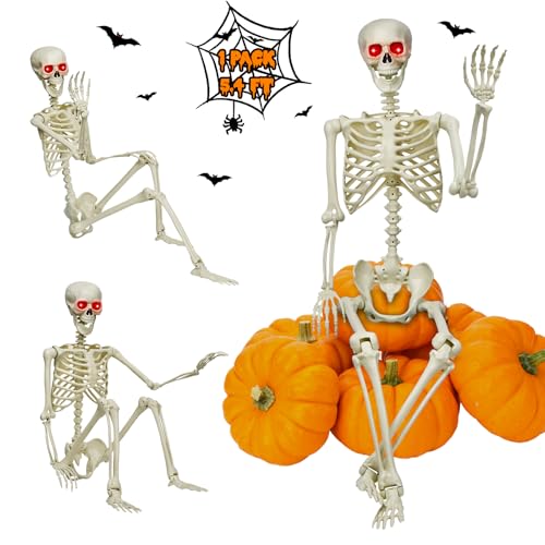 5.4Ft Life-Size Posable Skeleton L764