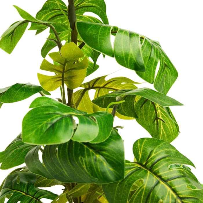 Araceae Plant Terrarium Decor M73703
