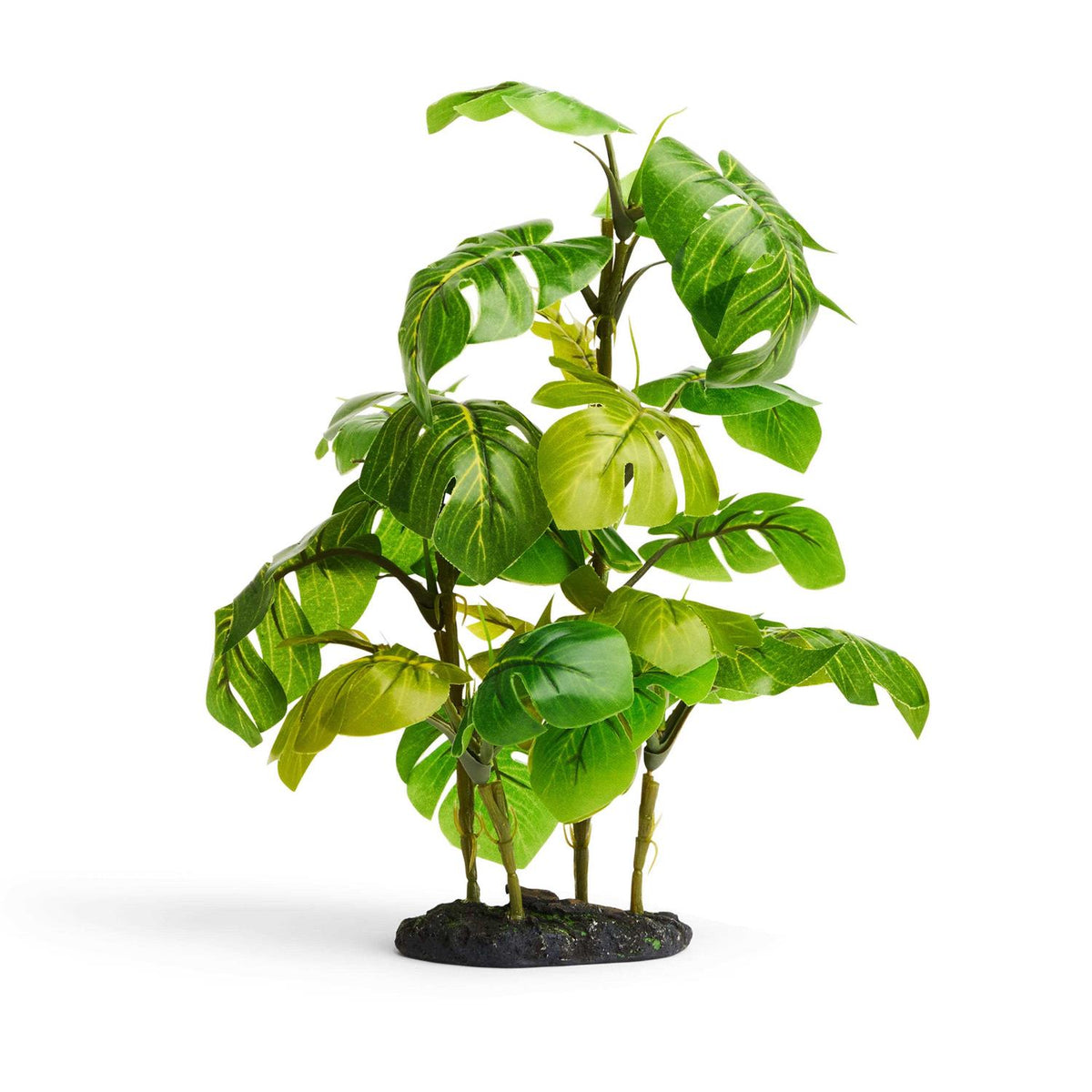 Araceae Plant Terrarium Decor M73703