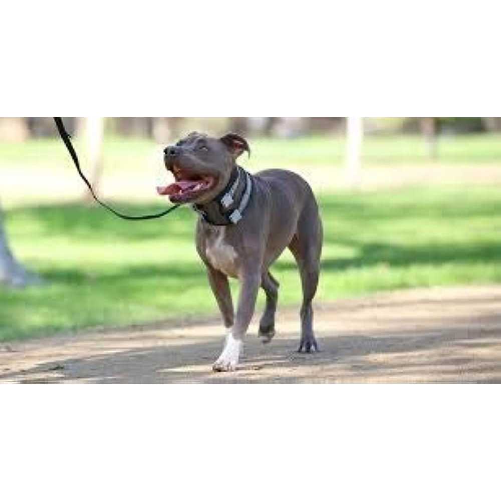 Pet Training Collar A557