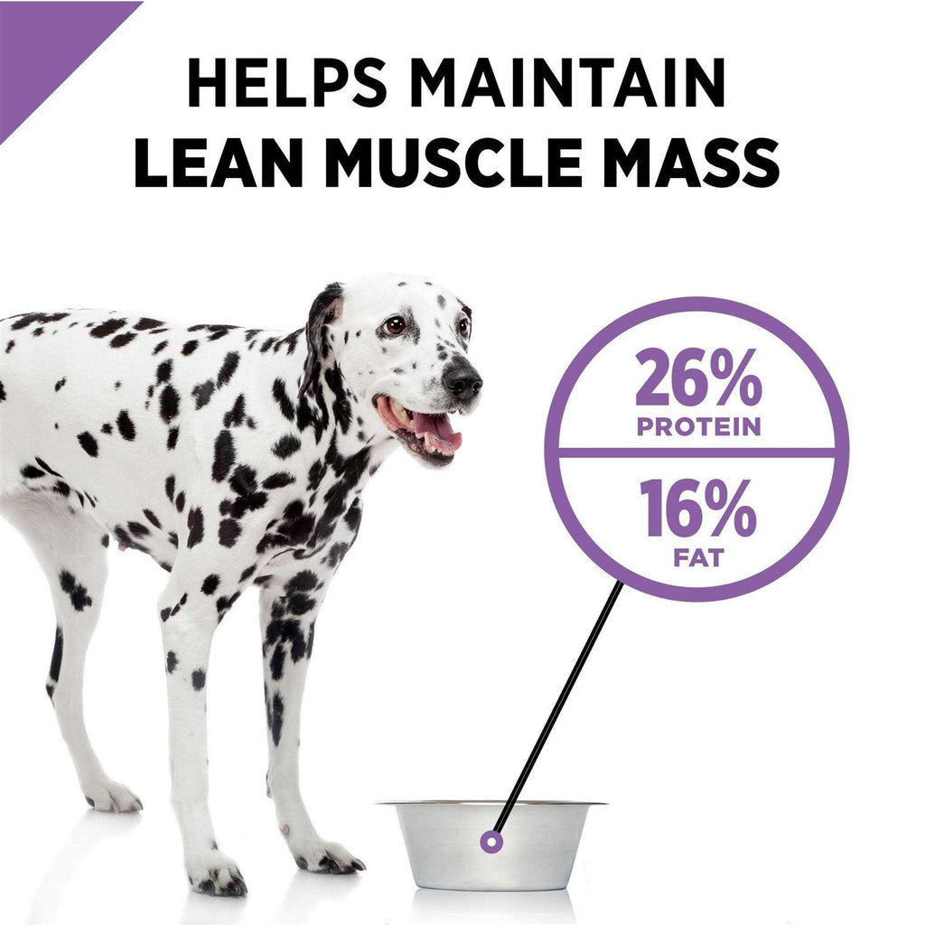 Dry Dog Food U96936