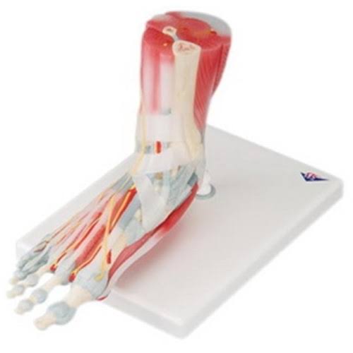 Anatomical Foot Skeleton Model with Ligaments & Muscles J465