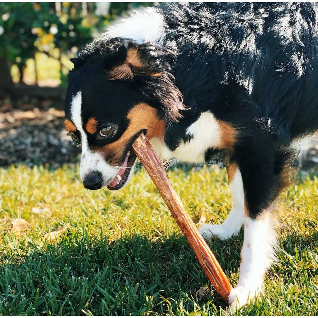 Natural Bully Sticks for Dogs G4489
