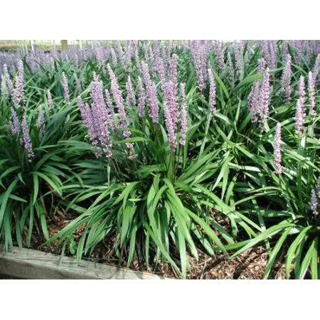 25 Pots Liriope Muscari H17442