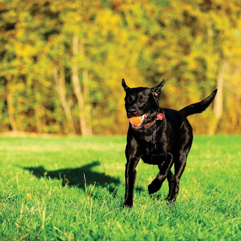 Medium 2.5 Inch Diameter Dog Tennis Ball Pack of 2 Z231044