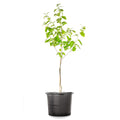 4-5ft Fuyu Persimmon Edible Fruit G880828