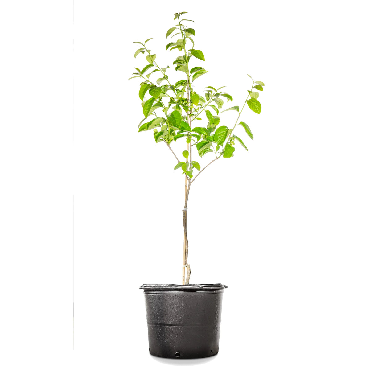 4-5ft Fuyu Persimmon Edible Fruit G880828