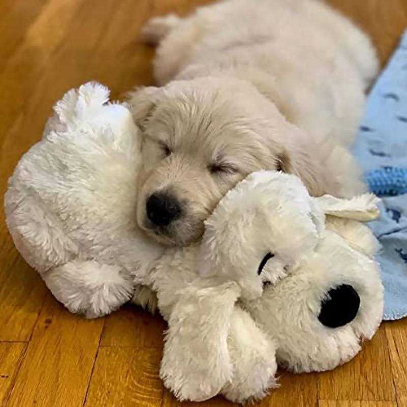 2 in 1 Interactive Plush Dog Toy R120484