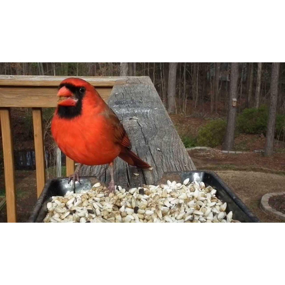 Safflower Bird Seed E8375