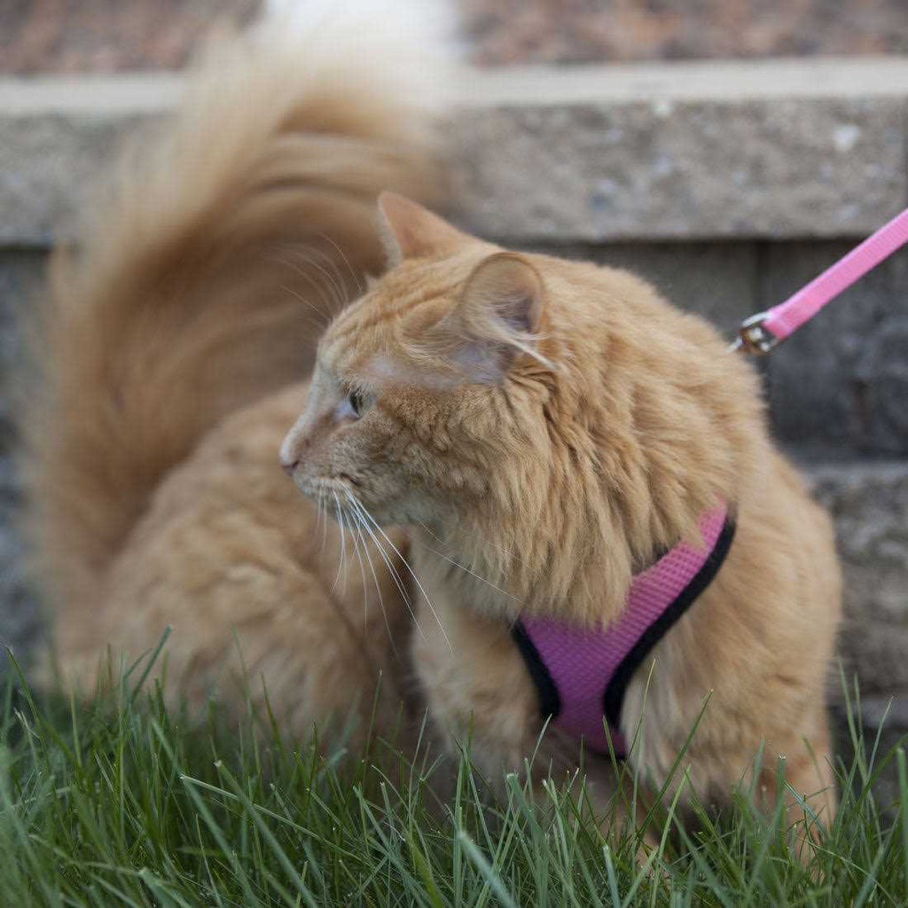 Adjustable Cat Harness with 6' Leash Z530849