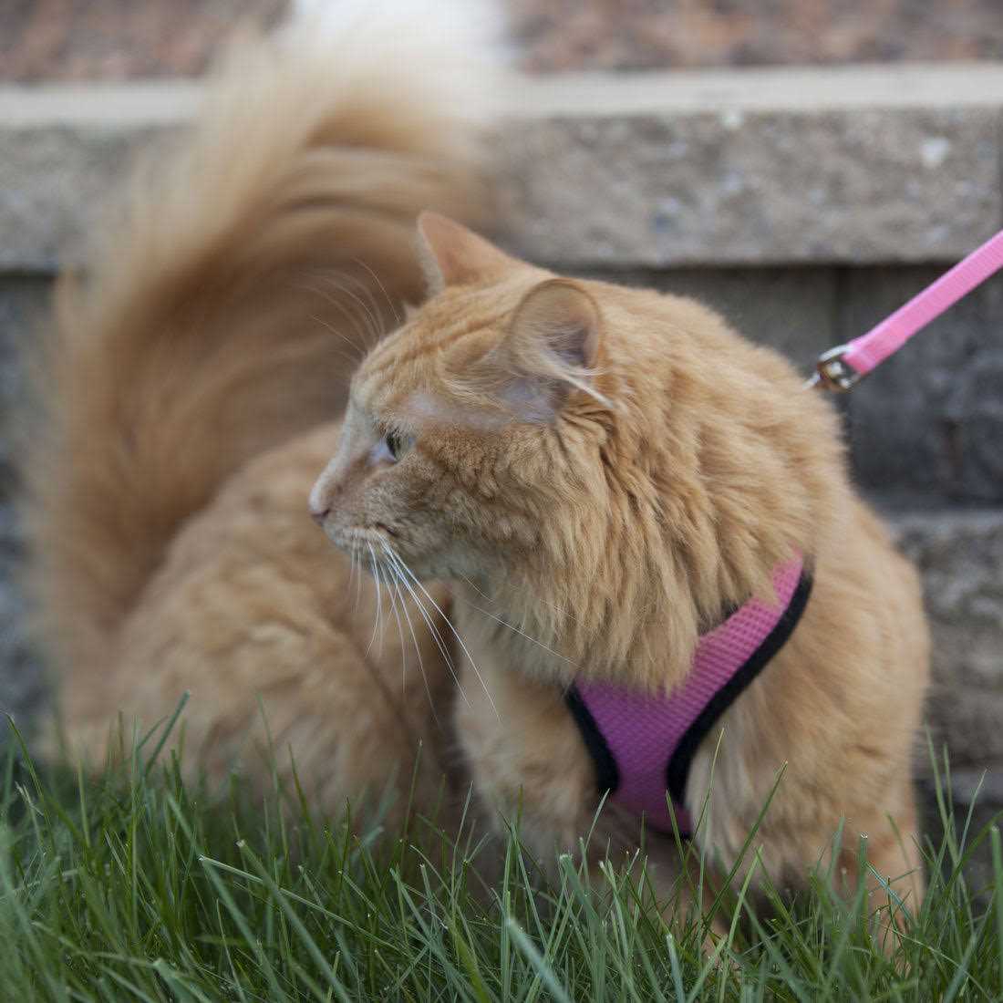 Adjustable Cat Harness with 6' Leash Z530849