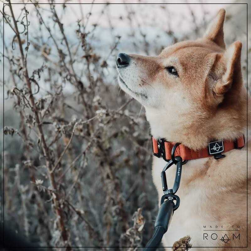 Adjustable Heavy Duty Nylon Dog Collar with Metal Buckle V474747